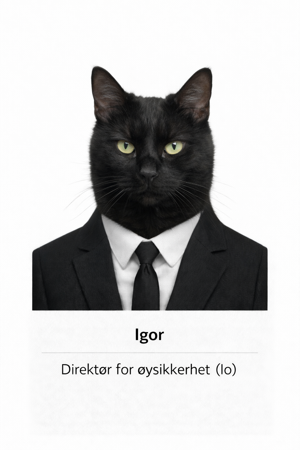 Portrettbilde av Katten Igor, Direktør for øysikkerhet på IO